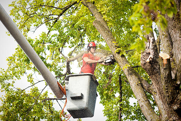 Tree and Shrub Care in Fort Irwin, CA